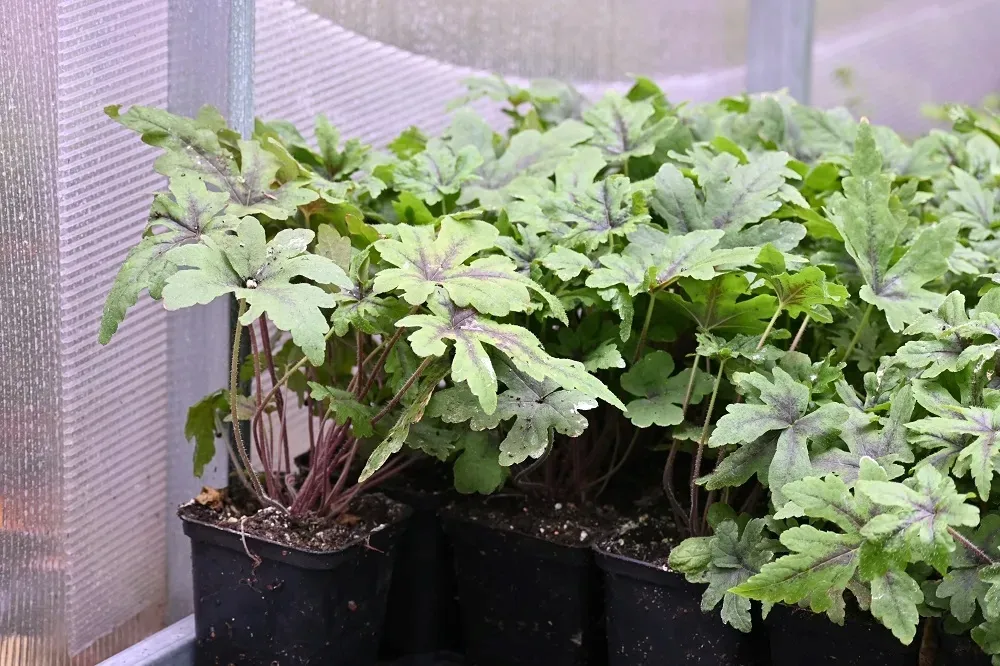 tiarella-iron-butterfly-tiarella