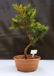 zywe-drzewko-bonsai-modrzew-europejski-larix-decidua-prezent-10-letni-115