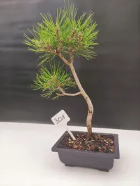zywe-drzewko-bonsai-sosna-czarna-pinus-nigra-10-lat-na-prezent-paszport-301
