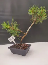 zywe-drzewko-bonsai-sosna-czarna-pinus-nigra-10-letni-na-prezent-302