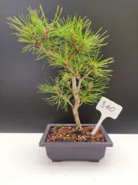 zywe-drzewko-bonsai-sosna-czarna-pinus-nigra-10-letni-na-prezent-310
