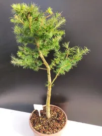 zywe-drzewko-bonsai-modrzew-europejski-larix-decidua-prezent-10-letni-166