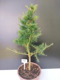 zywe-drzewko-bonsai-modrzew-europejski-larix-decidua-prezent-10-letni-170