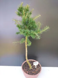 zywe-drzewko-bonsai-modrzew-europejski-larix-decidua-prezent-10-letni-173