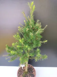 zywe-drzewko-bonsai-modrzew-europejski-larix-decidua-prezent-10-letni-180