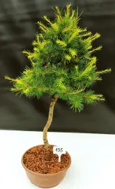 zywe-drzewko-bonsai-modrzew-europejski-larix-decidua-prezent-10-letni-135