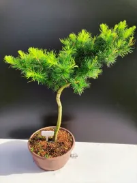 zywe-drzewko-bonsai-modrzew-europejski-larix-decidua-prezent-10-letni-126