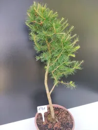 zywe-drzewko-bonsai-modrzew-europejski-larix-decidua-prezent-10-letni-171