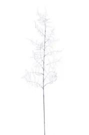 asparagus-plumosus-galazka-fioletowa-12-sztuk