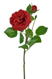 roza-z-pakiem-galazka-czerwona