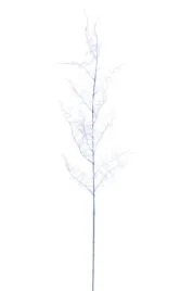 asparagus-plumosus-galazka-niebieska