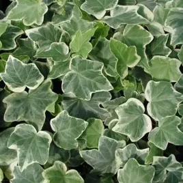mega-bujny-pnacy-zwisajacy-bluszcz-zielony-hedera-helix-white-wonder-xl