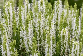 szalwia-omszona-sensation-white-salvia-nemorosa