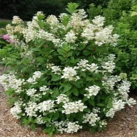hydrangea-p-early-harry-hpopr018-pbr