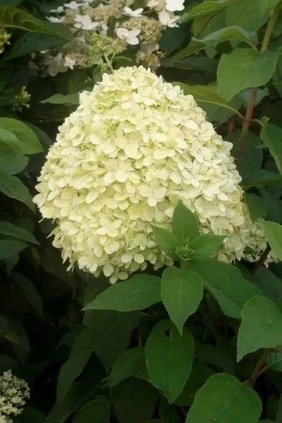 hydrangea-p-limelight-pbr