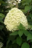 hydrangea-p-limelight-pbr