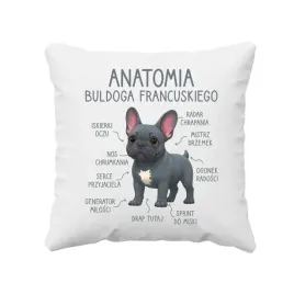 poduszka-na-prezent-anatomia-buldoga-francuskiego-niebieski