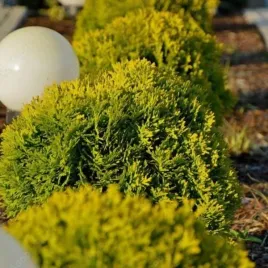 thuja-occidentalis-mirjam-tuja-zachodnia-karlowa-krzew-iglasty-do-ogrod