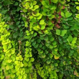 berberis-thunbergii-erecta-berberys-thunberga-krzew-ozdobny-lisciasty