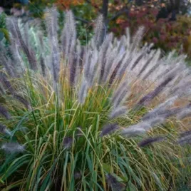 pennisetum-alopecuroides-redhead-trawa-ozdobna-klosowa-do-ogrodu