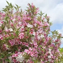 weigela-florida-variegata-tawula-weigela-krzew-ozdobny-kwitnacy