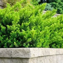 taxus-media-farmen-cis-posredni-krzew-iglasty-karlowy-do-ogrodu