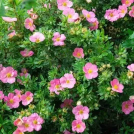 potentilla-fruticosa-princess-blink-pieciornik-krzew-kwitnacy-niskopien