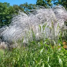 miscanthus-sinensis-memory-miskant-trawa-ozdobna-do-ogrodu