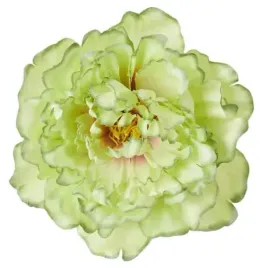 peonia-glowka-duza-mint-green-1750-cm