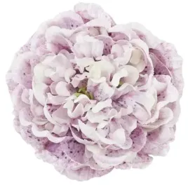 peonia-glowka-15-cm-piekny-kwiat-violet-cream
