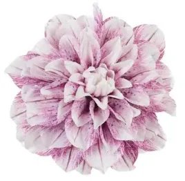 dalia-glowka-17-cm-piekny-kwiat-cream-purple