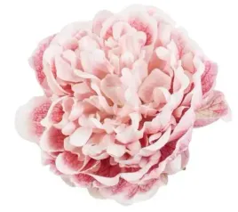 peonia-glowka-15-cm-piekny-kwiat-dk-pink-cream