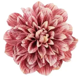 dalia-glowka-17-cm-piekny-kwiat-dk-pink-cream