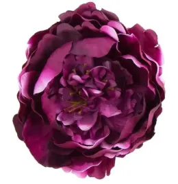 peonia-glowka-kwiat-piwonia-plum-pink