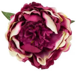 peonia-glowka-kwiat-piwonia-dk-purple-cream