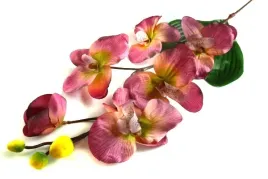 s151-storczyk-galazka-phalaenopsis-purple-green