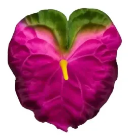 anturium-glowka-fuchsia-green