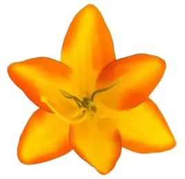 lilia-kwiat-satynowa-glowka-yellow-orange