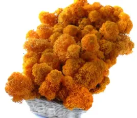 mech-chrobotek-reniferowy-200g-orange