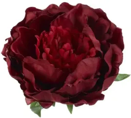 peonia-glowka-kwiat-piwonia-burgund
