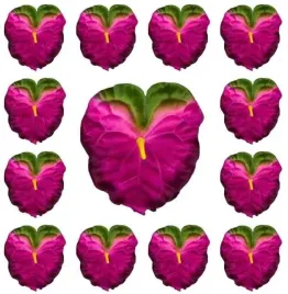 anturium-glowka-fuchsia-green-12-sztuk