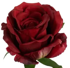 roza-satynowa-sliczna-glowka-lekko-rozwijajacej-sie-rozy-dk-red