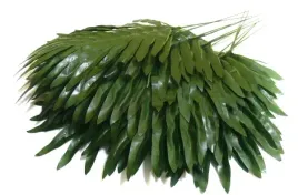 lisc-palmy-maly-palma-liscie-green-12-szt
