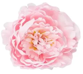 peonia-glowka-kwiat-piwonia-lt-pink