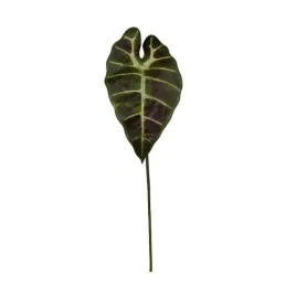 alokazja-zielono-brazowa-lisc-60cm-premium