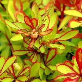 berberys-thunberga-diabolicum-20-40cm-plonacy-krzew