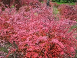 berberys-thunberga-pink-queen-10-30cm-rozowa-krolowa
