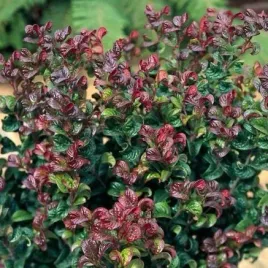 kiscien-curly-red-20-40cm-wyjatkowy-krzew