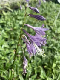 funkia-hosta-miniaturka-mix-do-ogrodu