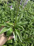 funkia-hosta-miniaturka-mix-do-ogrodu-rodzaj-rosliny-inny